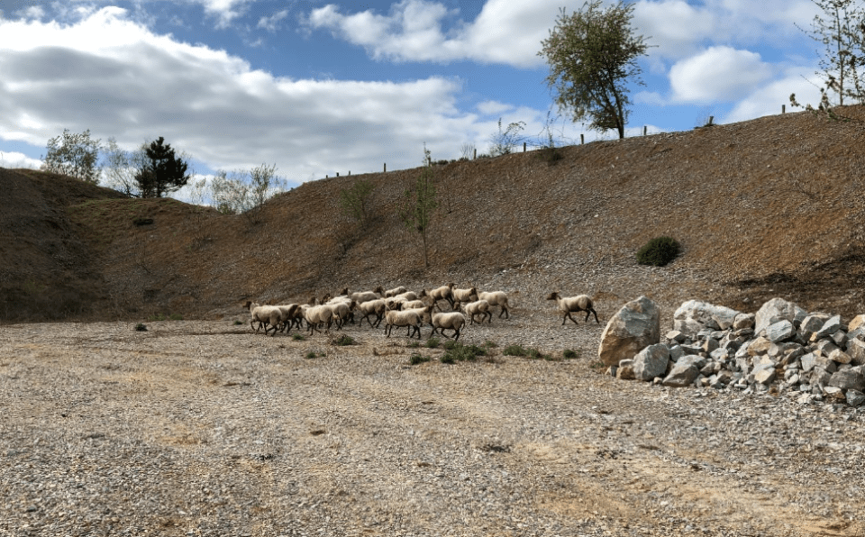 Biodiversité Jemelle mouton